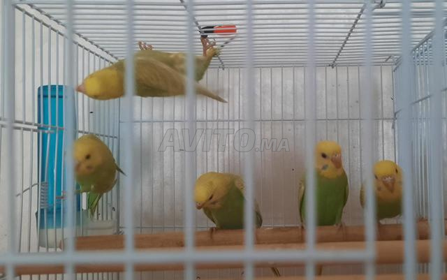 5 ببغاوات 🦜 - 2