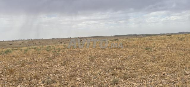 Terrain agricole privé à vendre dans la commune de Sidi Dahaj