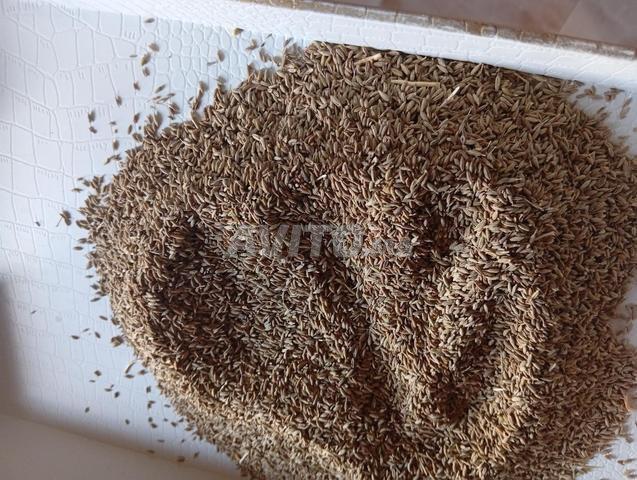 Vente en gros de cumin local pur, prix raisonnable