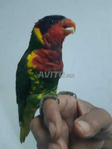 Lori rainbow - 2
