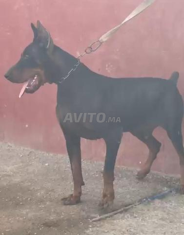 Doberman mâle - 2
