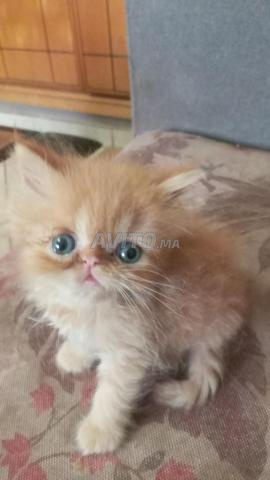 Chaton Persan orange 45 jours - 2