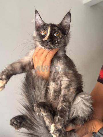 Maine Coon pedigree WCF - 2