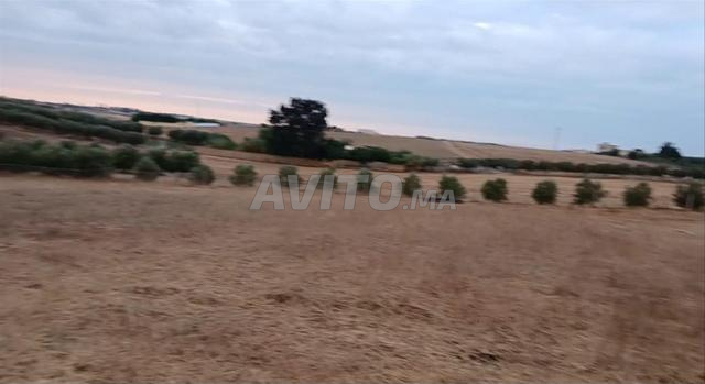 Terrain agricole pour ferme 2000m² - 2
