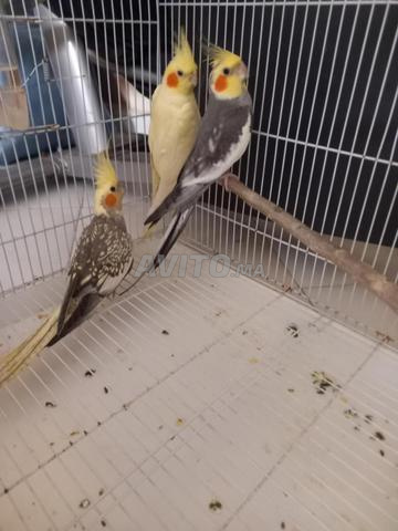 طيور الكوكاتيل للبيع - 2