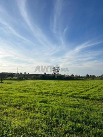 Terrain agricole pour une ferme - 2