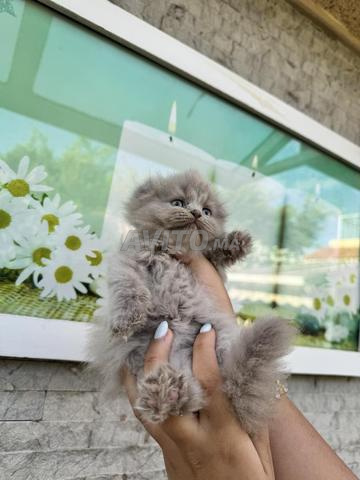 Scottish Fold Highland femelle réservation - 2