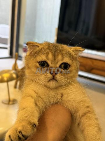 قط سكوتش فولد ذكر