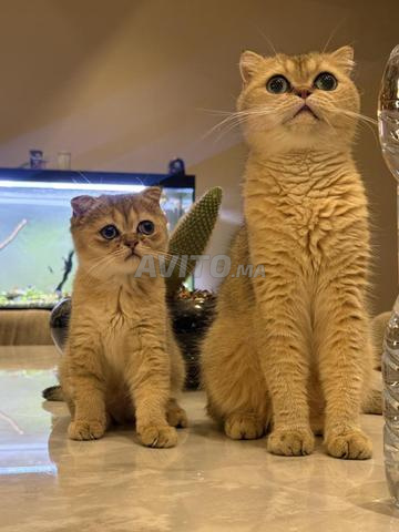 أنثى سكوتش فولد عمرها 3 سنوات - 2