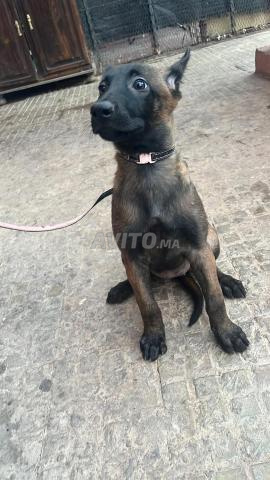 Deux Malinois à vendre pour 1700 - 2
