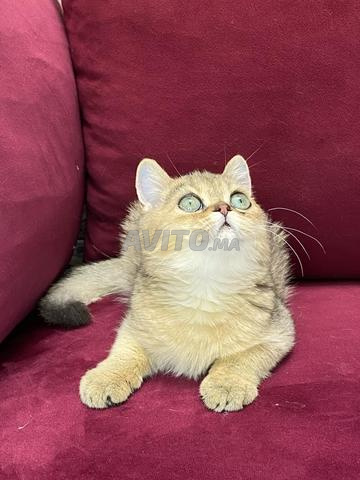 بريطاني ذكر - 2
