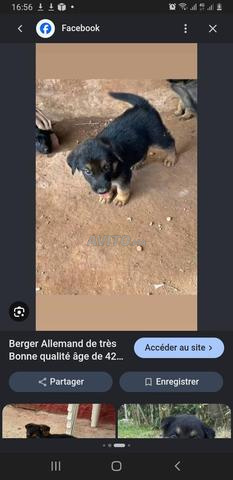 Bébé chiot berger allemand 50 jours - 2