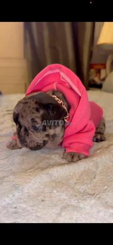 Chiots Bulldog Français exotiques à vendre - 2
