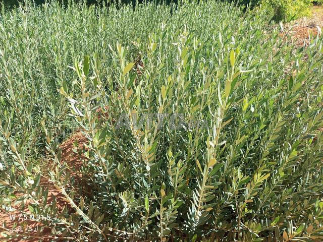 Vente de tous types de plants d'oliviers - 2