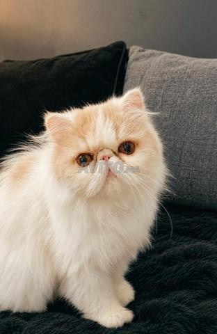 Chat persan - 2