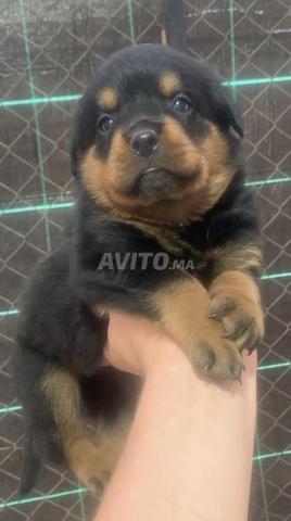 Chiot Cane Corso et Rottweiler - 2