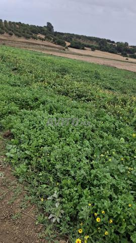 Terrain agricole planté d'oliviers d'une superficie de 10 hectares - 2