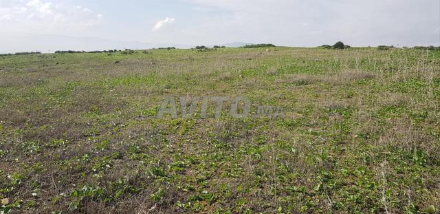Terrain titré (prix convenable) - 2