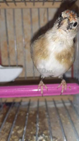 Un oiseau de 3 mois qui mue - 2