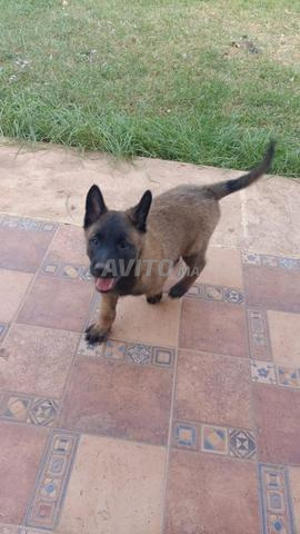 Chiots malinois de pur race - 2