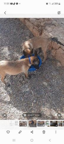 2 chiots malinois de 3 mois et demi - 2