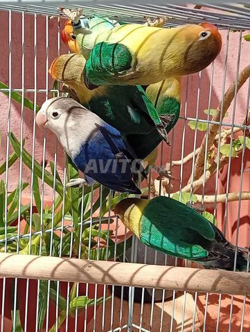 3 couples de lapins - 2