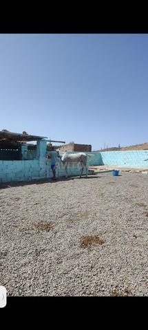 إسطبل خيول - 2