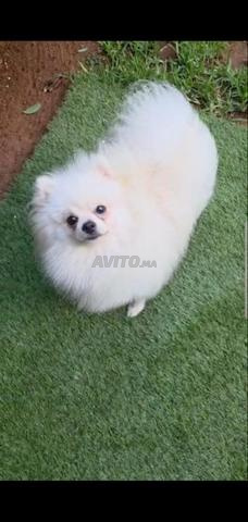 Chiot Spitz Nain - 2