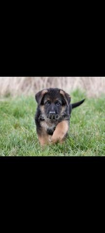 Chiot Berger Allemand - 2
