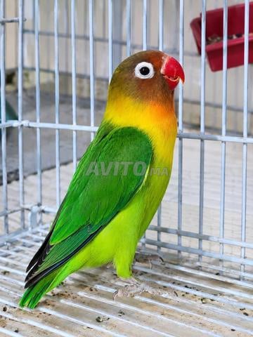🦜 زوج طيور الحب (Lovebirds / Inséparables) للبيع - 2