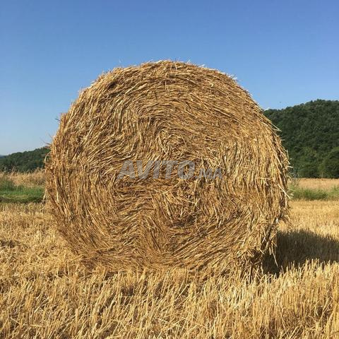 Paille agricole pour élevages - 2