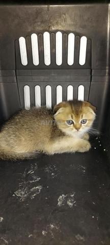 Scottish Fold - 2