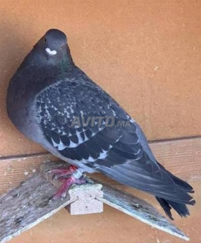 Pigeon mixte à vendre