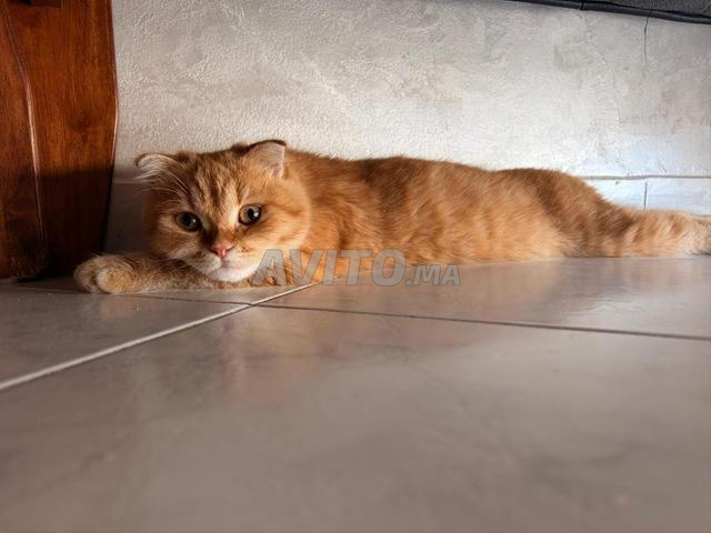 Adorable petit chaton Scottish Fold - 2