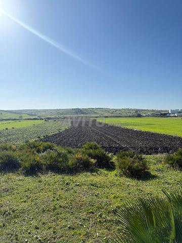🌿 Terrain agricole à vendre Asilah 🌿 - 2