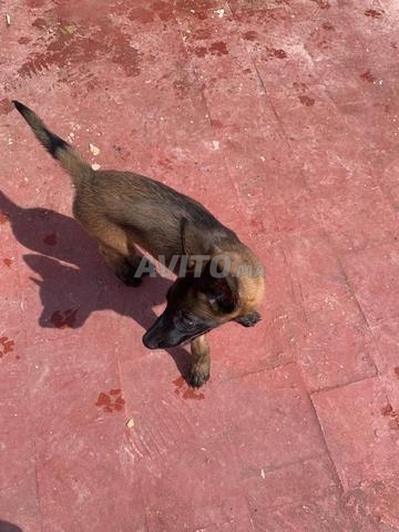 Chien Malinois Kénitra - 2