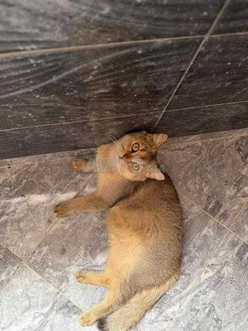Chat British Shorthair disponible - 2