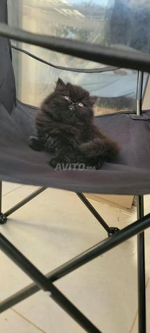 Chat Persan Smoky Noir - 2