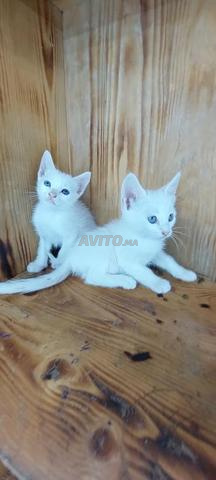 Chat Angora Turc - 2