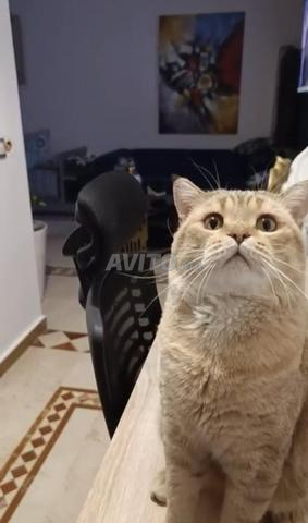 Mâle British Shorthair - 2