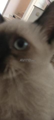 Beau chat siamois blanc - 2
