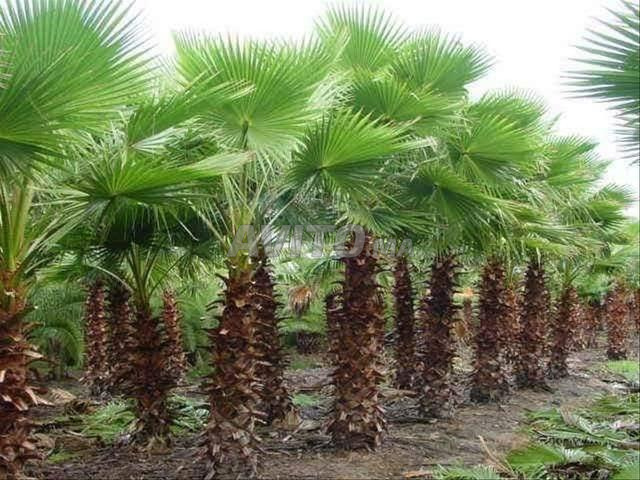 Palmiers Washingtonia à vendre - 2