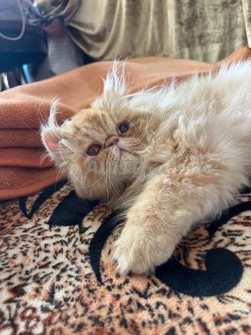 Chat Persan 🐱