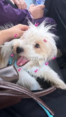 كلب صغير عمره 8 أشهر مطعم للبيع - 2