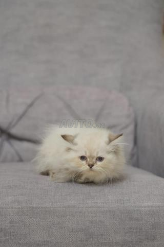 Des chatons Highlands straight - 2