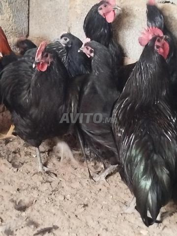 الدجاج - 2