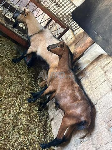 🐐 للبيع: 2 ماعز من سلالة الألبين 🐐 - 2