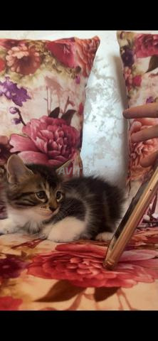 Chats nouveau-nés à adopter gratuitement - 2