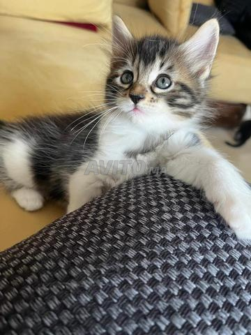 Chats nouveau-nés à adopter gratuitement