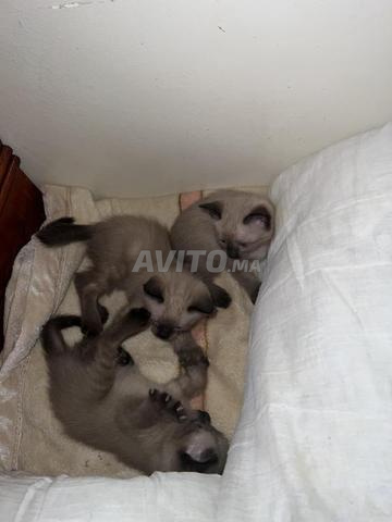 Chats Siamois Originaux - 2
